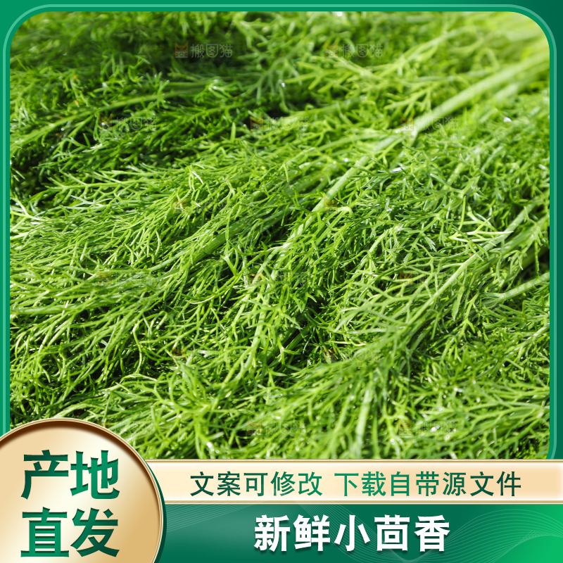 土地上放着茴香菜