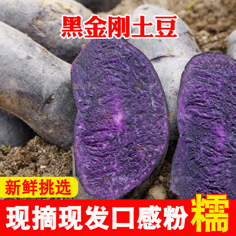 土地里的黑皮紫心土豆