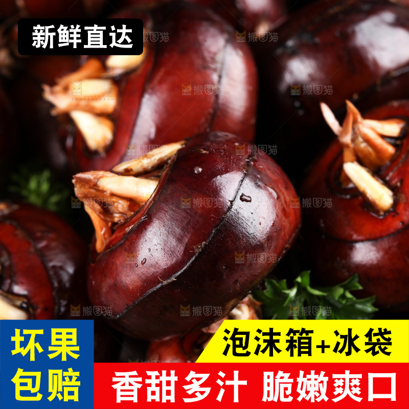 深底上的广西荔浦马蹄