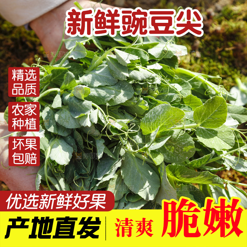 手里拿着豌豆苗