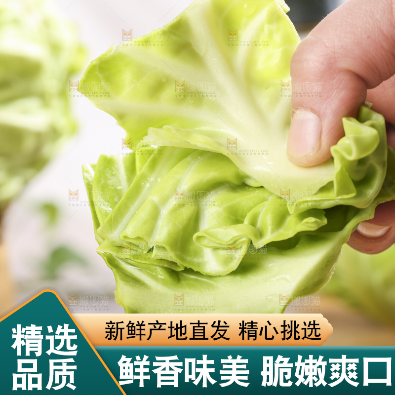 手里拿着洋白菜