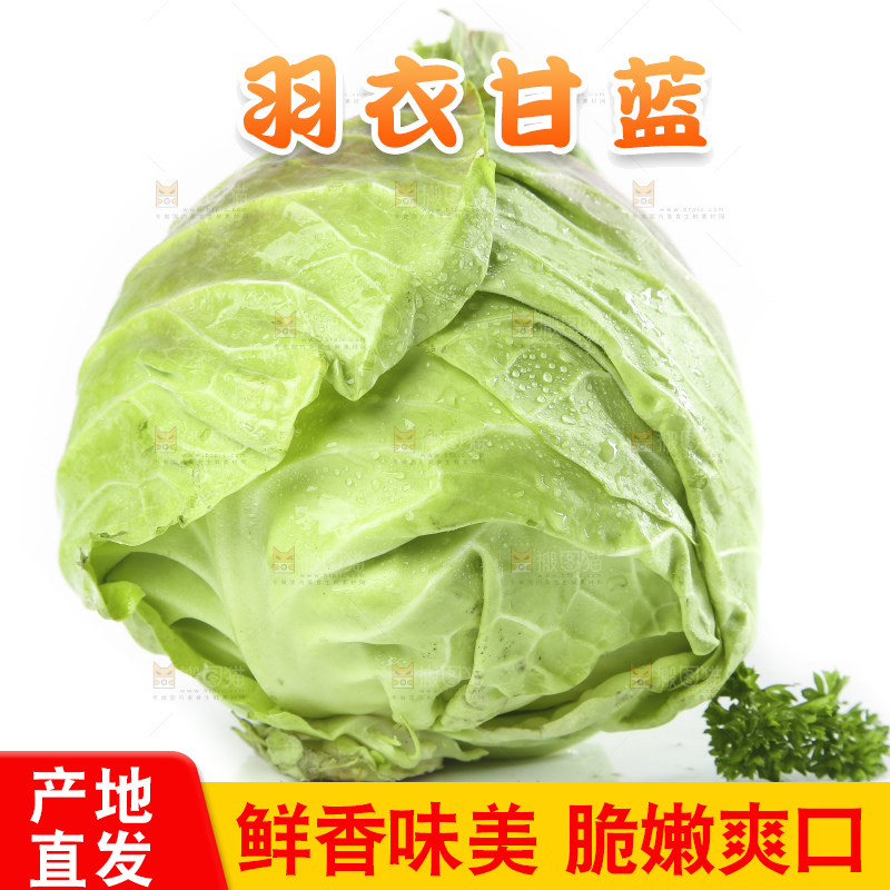 白底上的甘蓝包菜