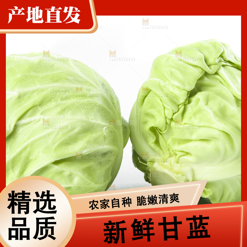 白底上的甘蓝包菜