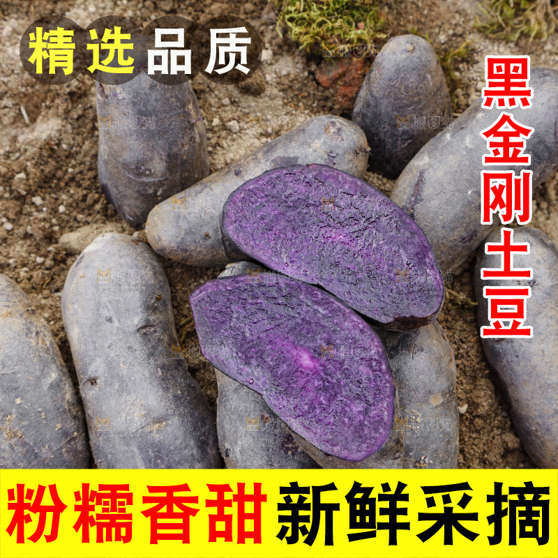 土地里的黑皮紫心土豆