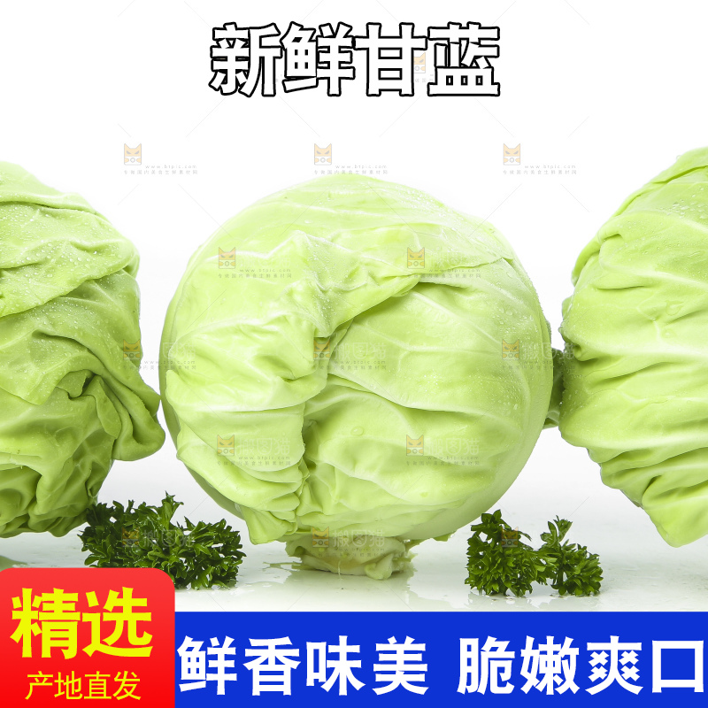白底上的甘蓝包菜