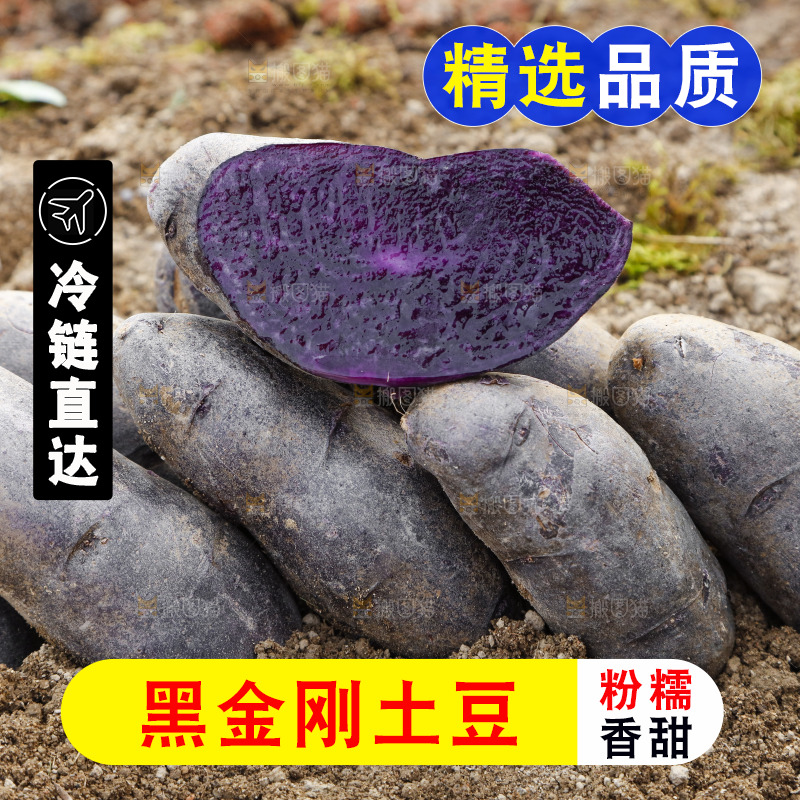 土地里的黑皮紫心土豆