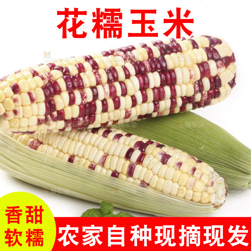 剥皮的花糯玉米放在白底上