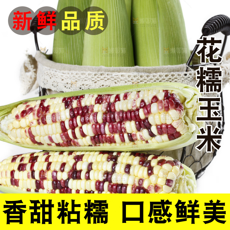白底上放着剥皮的花糯玉米