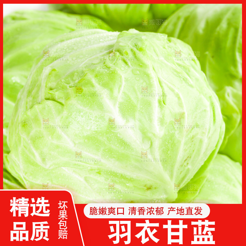 白底上摆放着包菜