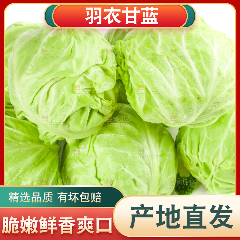白底上摆放着包菜