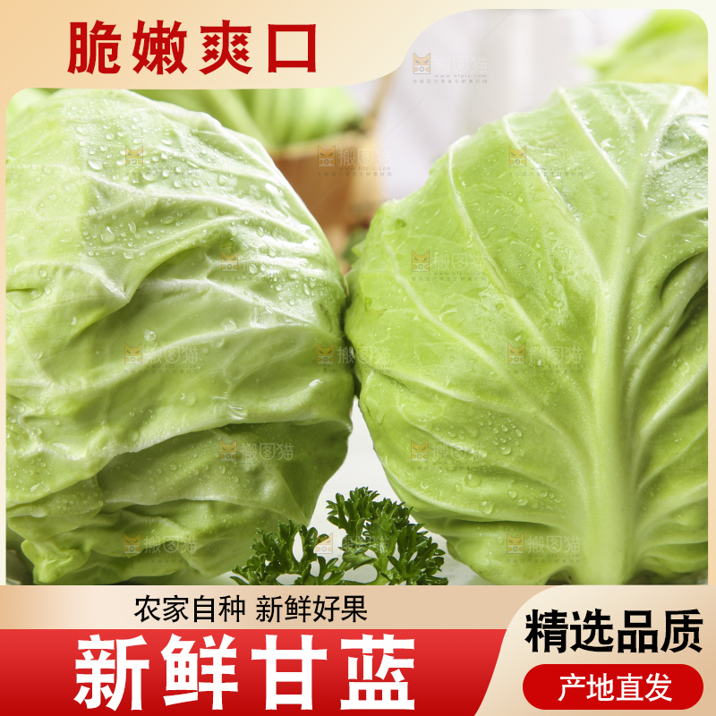 白格子底上的甘蓝包菜