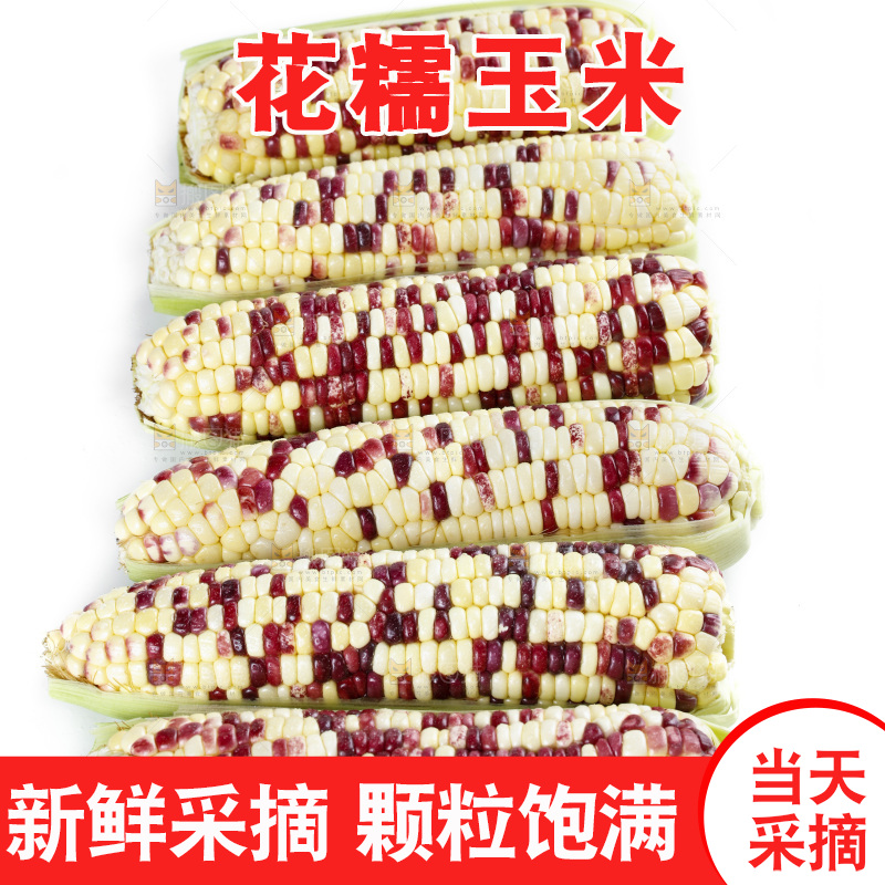 剥皮的花糯玉米放在白底上