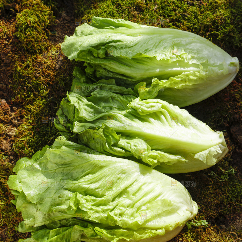 草地上放着大叶生菜