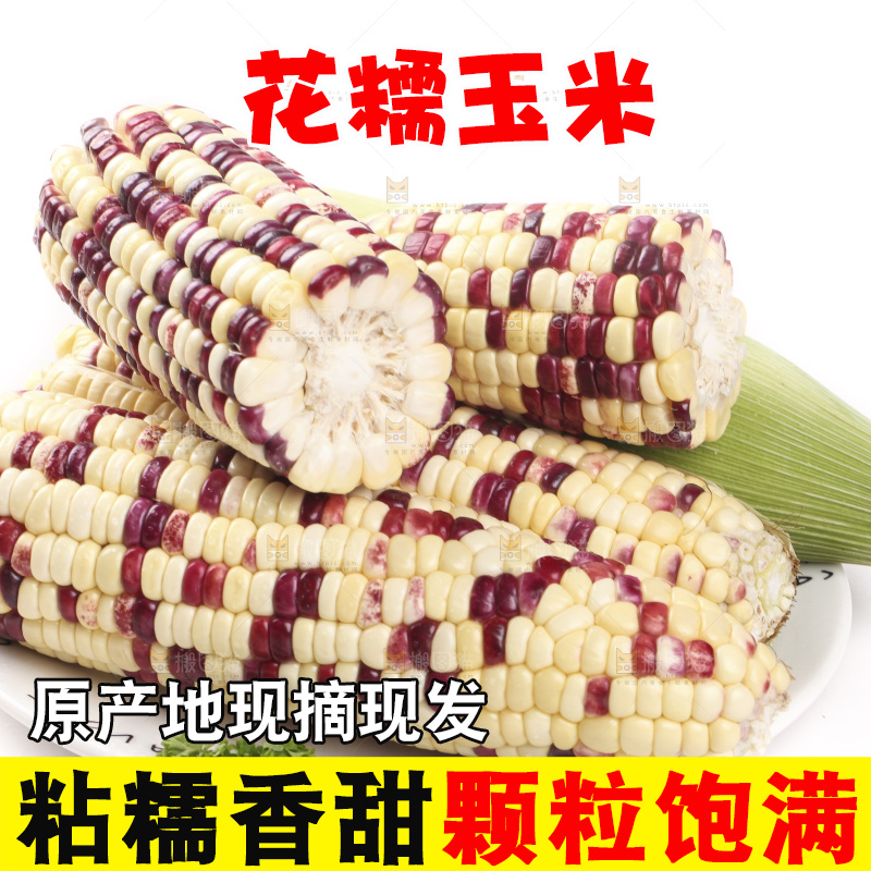 白底上放着一盘糯玉米