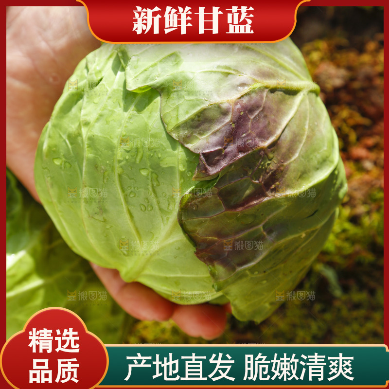 手里拿着包菜