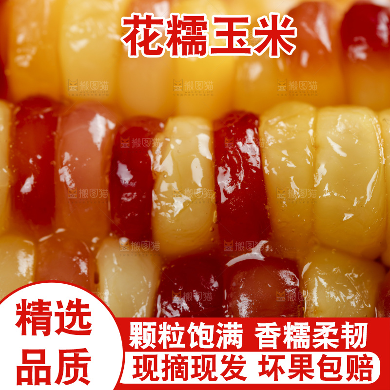 深底上的熟花糯玉米