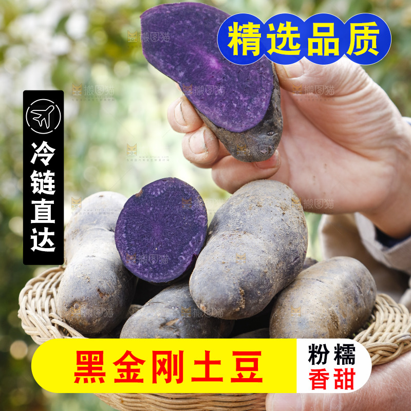 手里拿着农家紫土豆