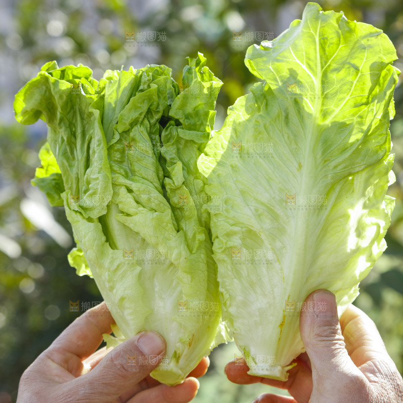 手里拿着新鲜生菜