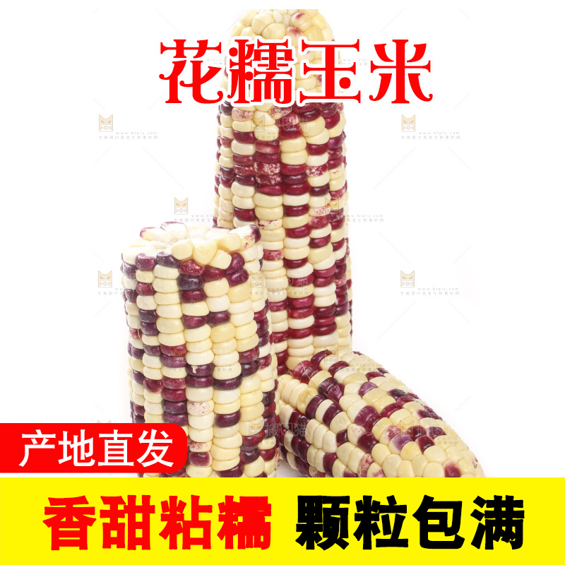 剥皮的花糯玉米放在白底上