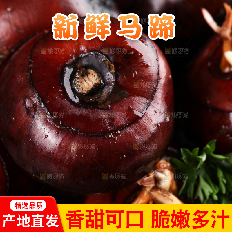 深底上的广西荔浦马蹄