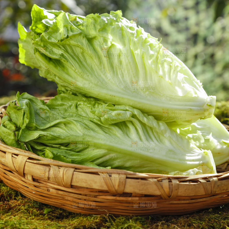 篮子里的奶油生菜