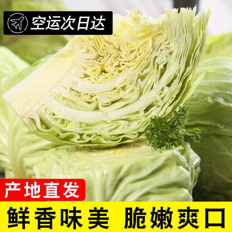 白格子底上的甘蓝包菜