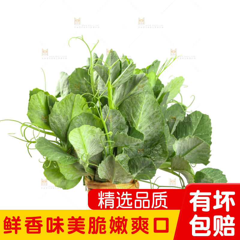 白底上摆放着新鲜豌豆苗