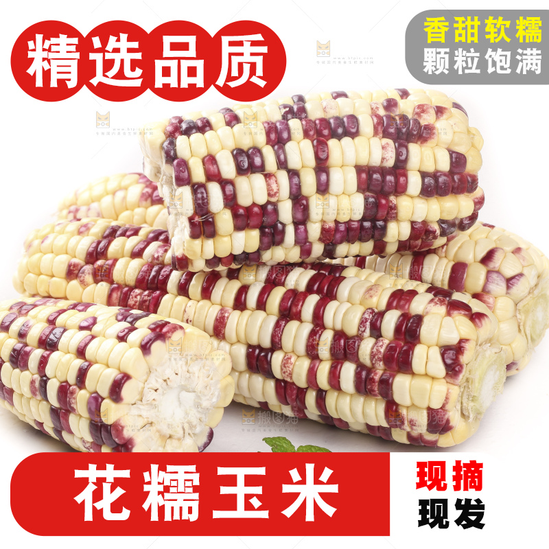 切开的花糯玉米放在白底上