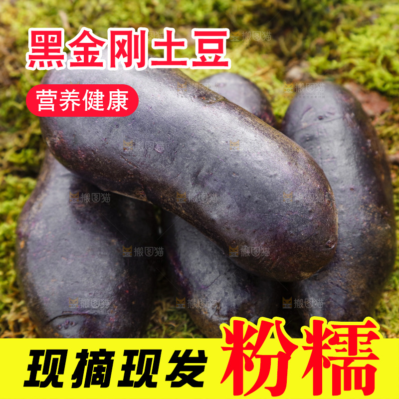 土地上的黑皮紫心土豆