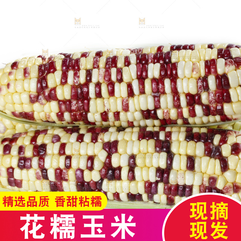 白底上放着剥皮的花糯玉米