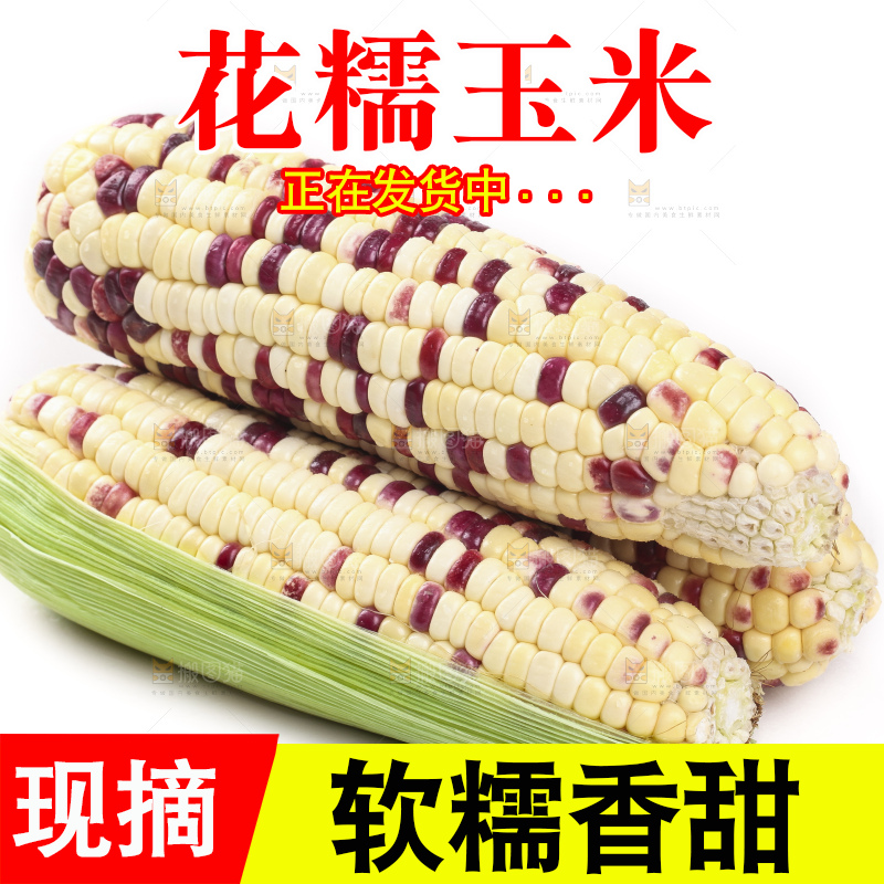 剥皮的花糯玉米放在白底上