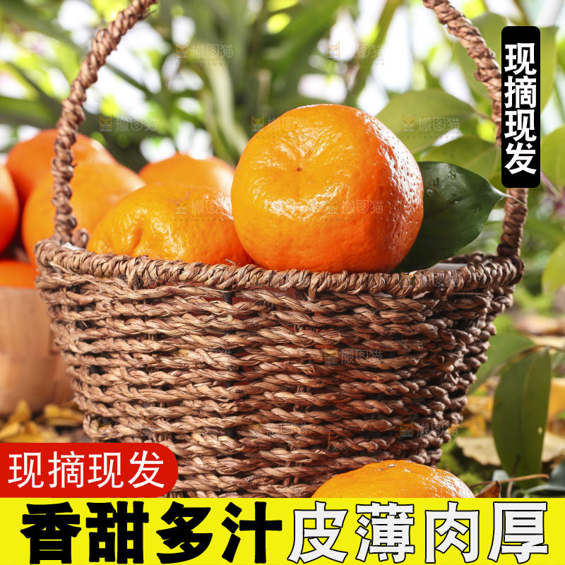 篮子里装着新鲜芦柑
