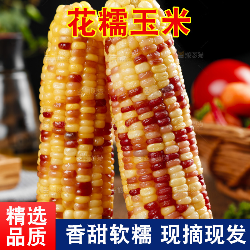 木底上的湖北花糯玉米