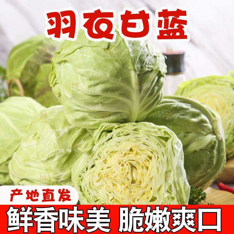 白格子底上的甘蓝包菜