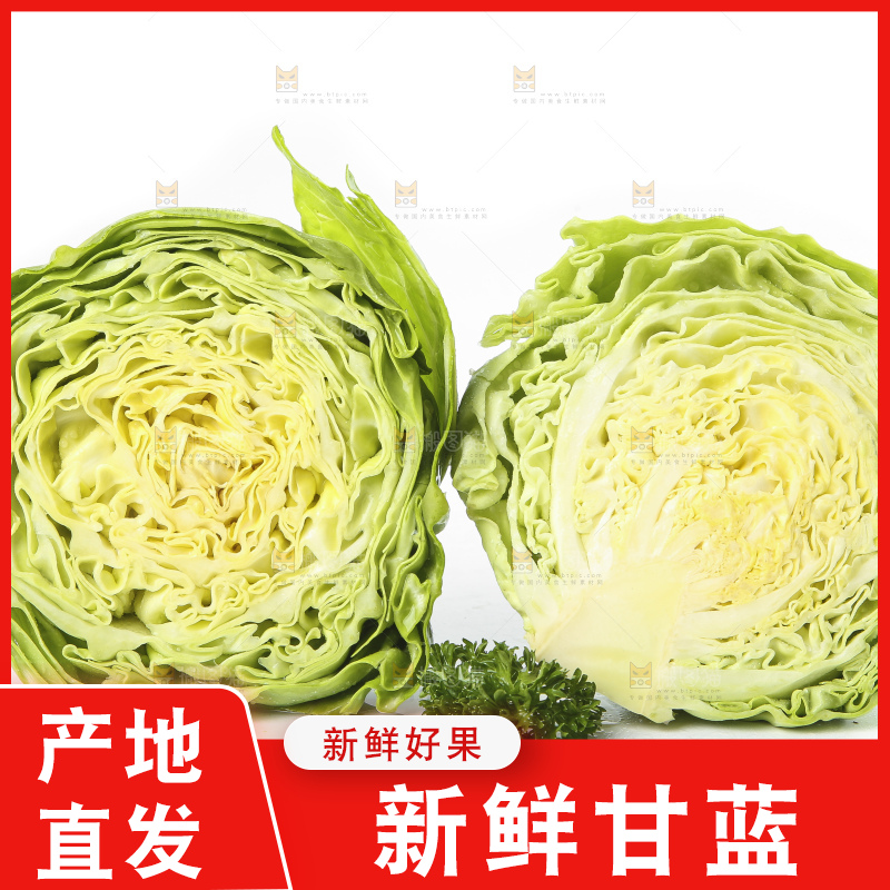 白底上的甘蓝包菜