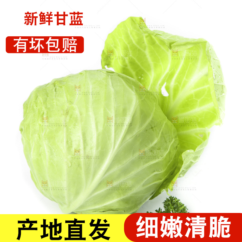 白底上的甘蓝包菜