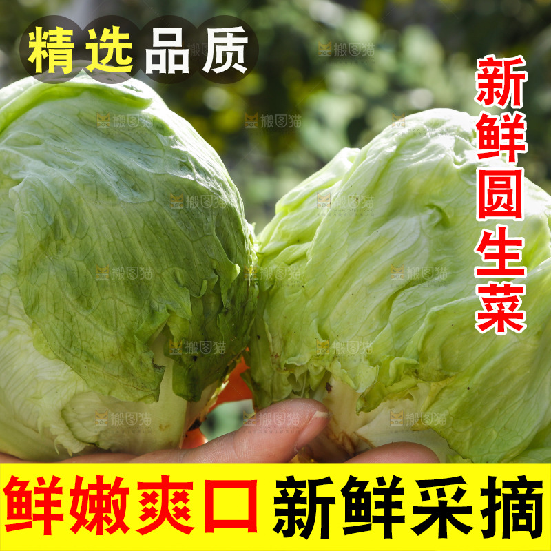 手里拿着球生菜