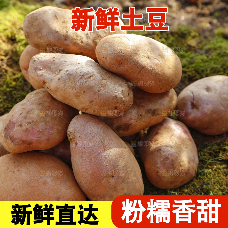 草地上摆放着彩色土豆