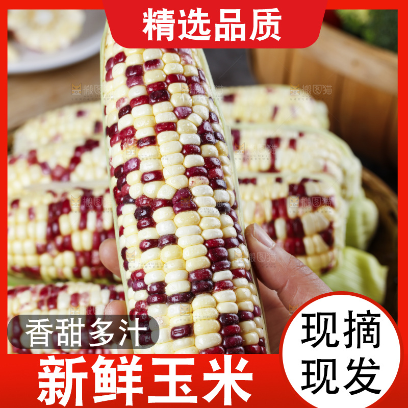 手拿花糯玉米