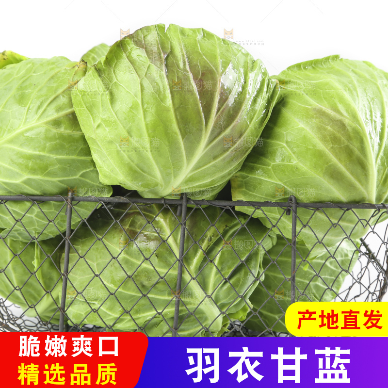 框子里的绿甘蓝