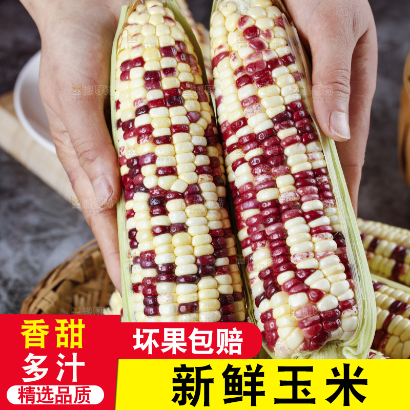 手拿花糯玉米