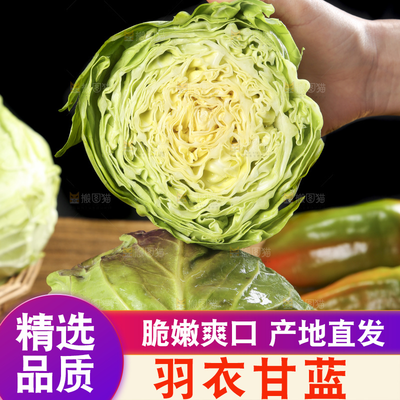 手里拿着洋白菜