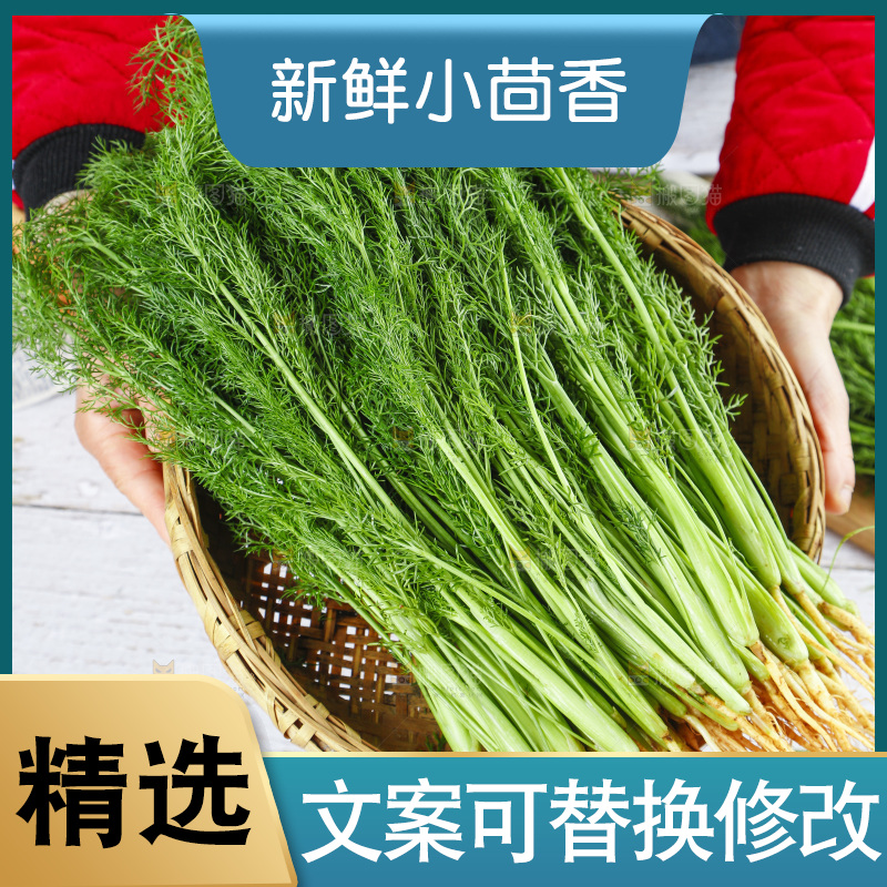 篮子里装着新鲜茴香菜