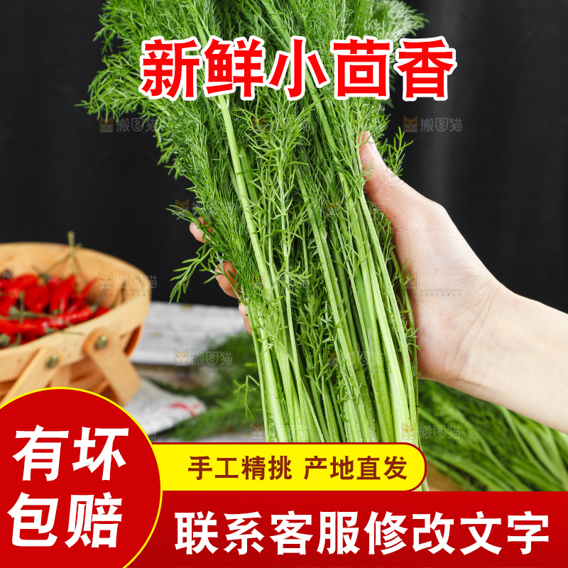 手里拿着小茴香