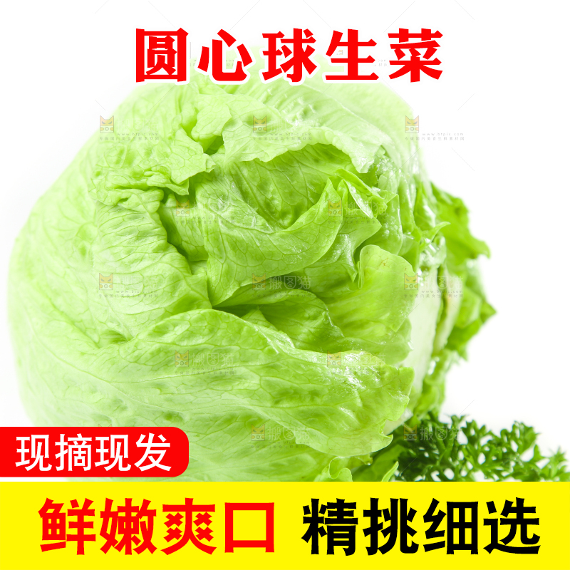 白底上的新鲜生菜