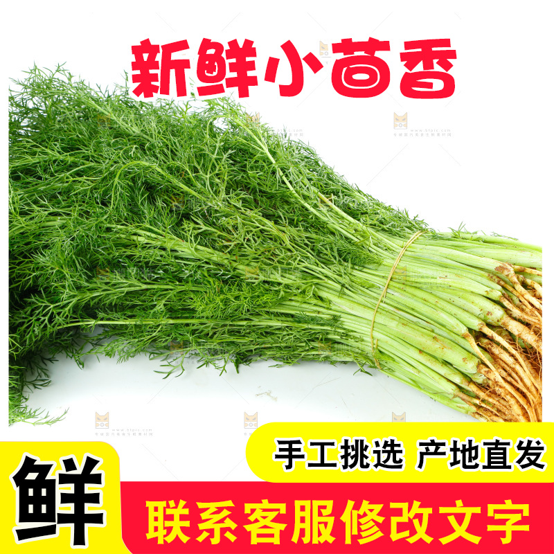 浅底上的茴香菜