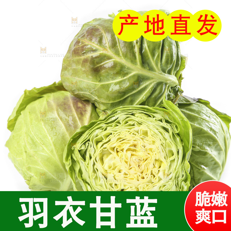 白底上的甘蓝包菜