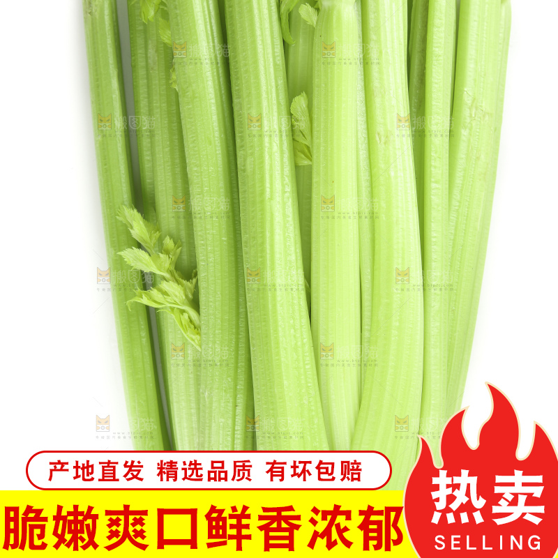 白底上的山东西芹
