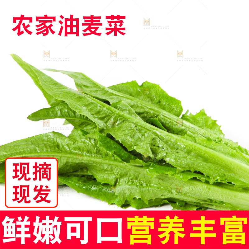 白底上的香麦菜