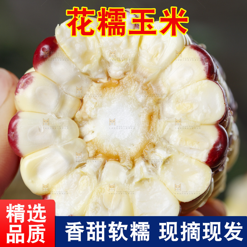 手拿切开的花糯玉米